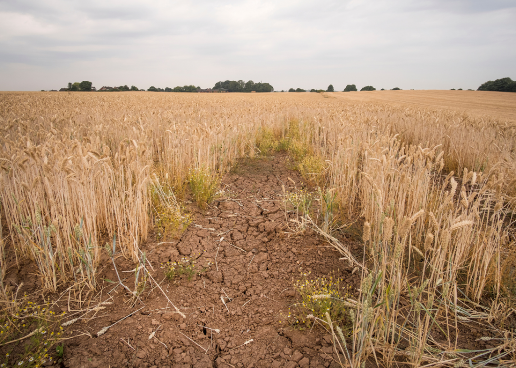 #2. Wheat